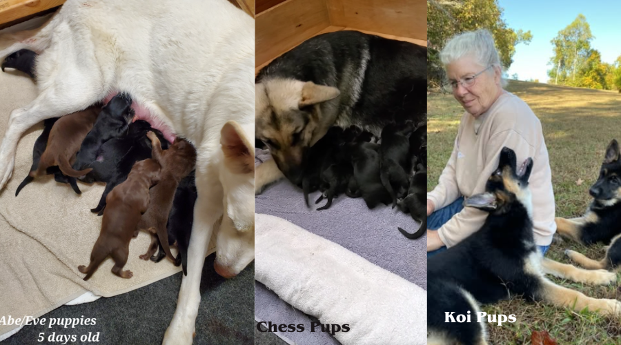 Pups from over the years.